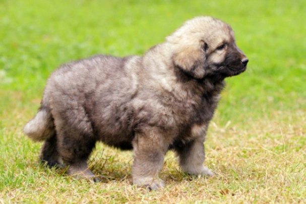Šarplaninský pastevecký pes Dogs Informace - velikost, povaha, délka života & cena | iFauna