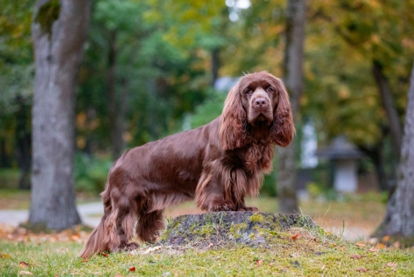 Sussex španěl Dogs Informace - velikost, povaha, délka života & cena | iFauna