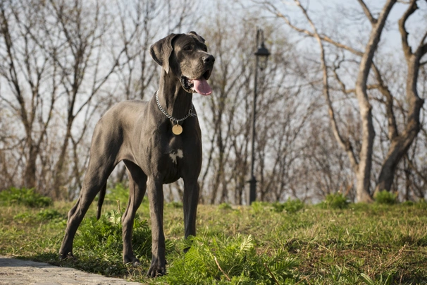 Německá doga Dogs Informace - velikost, povaha, délka života & cena | iFauna