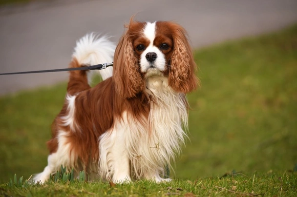 Cavalier King Charles Spaniel: Razza - Descrizione - Carattere - Cuccioli -  Foto - Prezzo