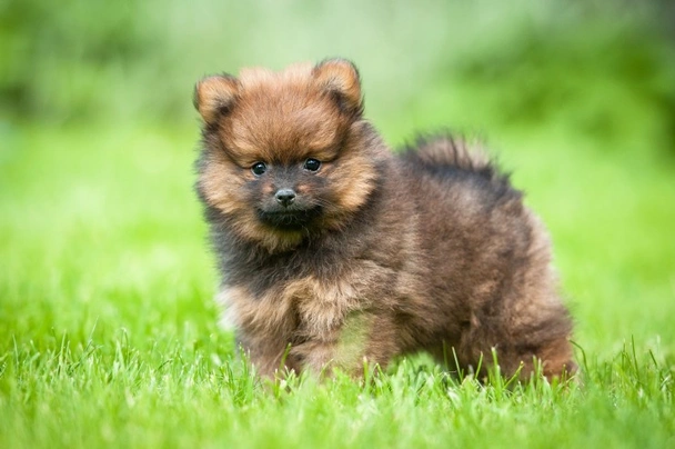 Pomeranian small puppy price best sale