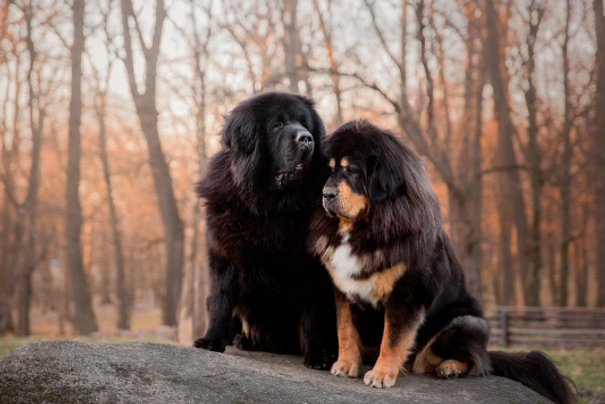 Tibetan Mastiff Dogs Breed - Information, Temperament, Size & Price | Pets4Homes