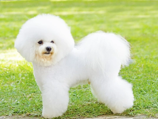 Bichon best sale frise price