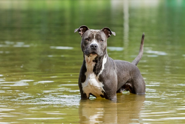 American Staffordshire-Terrier Dogs Raza - Características, Fotos & Precio | MundoAnimalia