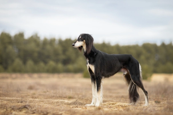 Saluka Dogs Informace - velikost, povaha, délka života & cena | iFauna