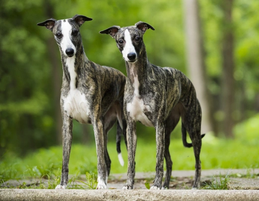 Whippet Dogs Breed - Information, Temperament, Size & Price | Pets4Homes