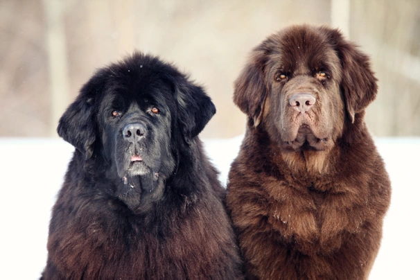 Average cost of store a newfoundland puppy