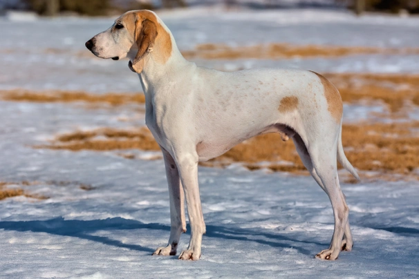 Porcelaine Dogs Informace - velikost, povaha, délka života & cena | iFauna