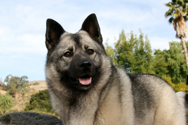 Elkhound Noruego Gris Dogs Raza - Características, Fotos & Precio | MundoAnimalia
