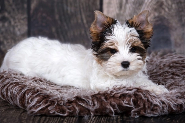 Biewer Terrier Dogs Breed - Information, Temperament, Size & Price | Pets4Homes