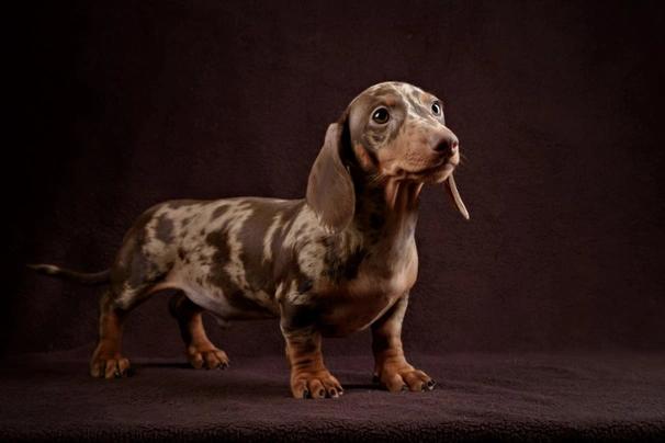 Dachshund Dogs Breed | Facts, Information and Advice | Pets4Homes