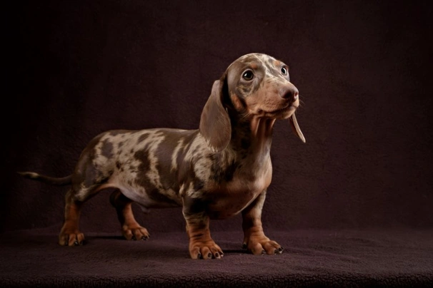 Un Par De Perros Pequeños En El Parque. Chihuahua Y Dachshund