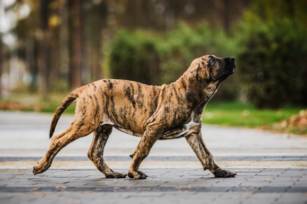 Brazilská fila Dogs Informace - velikost, povaha, délka života & cena | iFauna