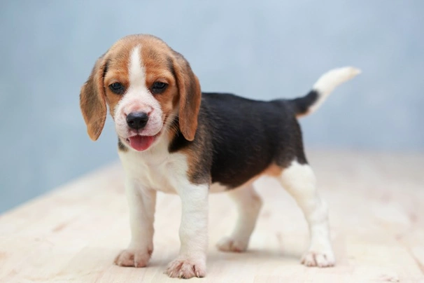 Beagle Dogs Ras: Karakter, Levensduur & Prijs | Puppyplaats