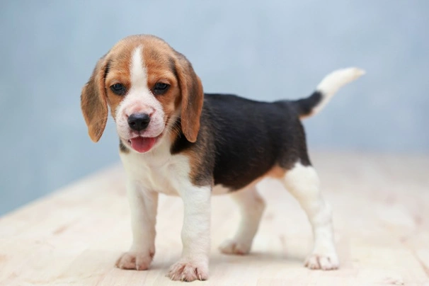 Beagle Dogs Razza - Prezzo, Temperamento & Foto | AnnunciAnimali