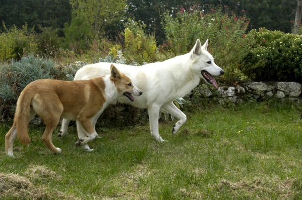 Kanaánský pes Dogs Informace - velikost, povaha, délka života & cena | iFauna