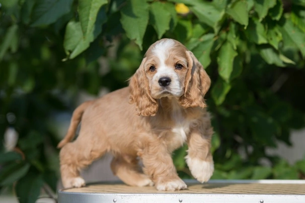 American cocker sale spaniel puppy price