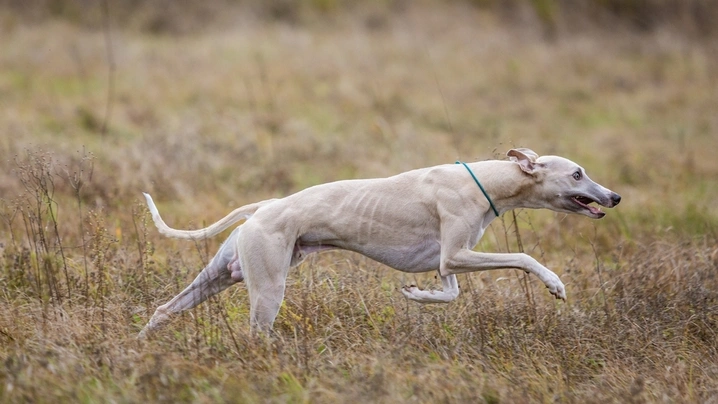 Whippet Dogs Razza - Prezzo, Temperamento & Foto | AnnunciAnimali