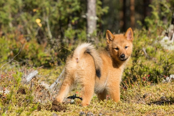 Finský špic Dogs Plemeno / Druh: Povaha, Délka života & Cena | iFauna