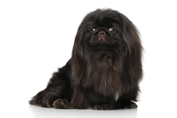 Pekingese Dogs Breed - Information, Temperament, Size & Price | Pets4Homes