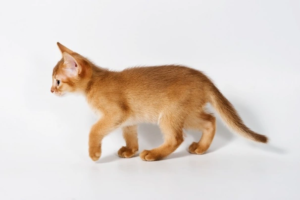 Habešská kočka Cats Informace - velikost, povaha, délka života & cena | iFauna