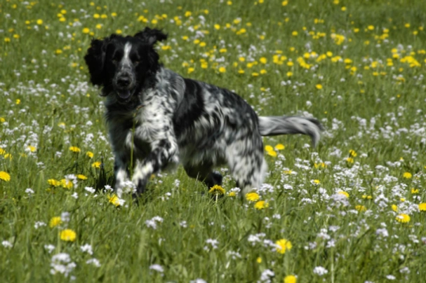 Velký münsterlandský ohař Dogs Informace - velikost, povaha, délka života & cena | iFauna