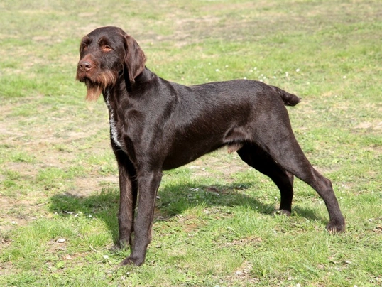 Grifón de Muestra Korthals de Pelo Duro Dogs Raza - Características, Fotos & Precio | MundoAnimalia