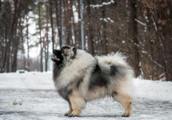 Keeshond dog 2024 breed info