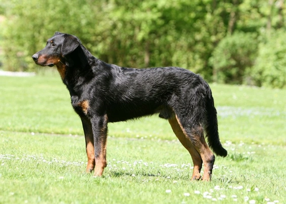 Beauceron Dogs Breed | Facts, Information and Advice | Pets4Homes