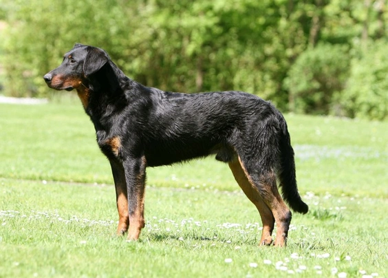 Beauceron Dogs Informace - velikost, povaha, délka života & cena | iFauna