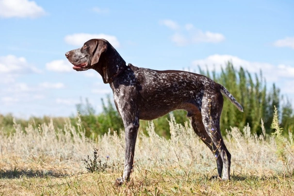 Německý krátkosrstý ohař Dogs Informace - velikost, povaha, délka života & cena | iFauna