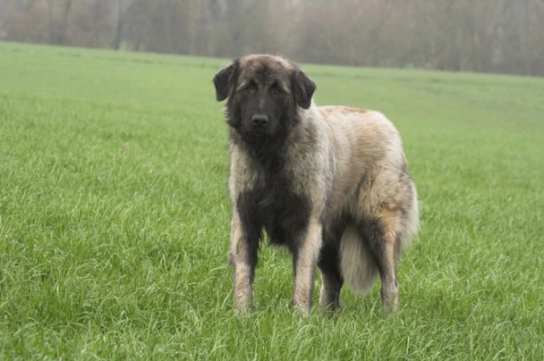 Estrela mountain best sale dog breeders