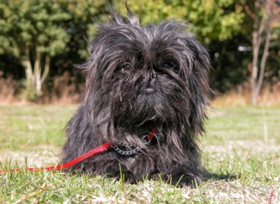 Affenpinscher Dogs Breed - Information, Temperament, Size & Price | Pets4Homes