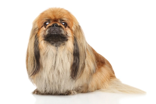 Pekingese Dogs Breed - Information, Temperament, Size & Price | Pets4Homes