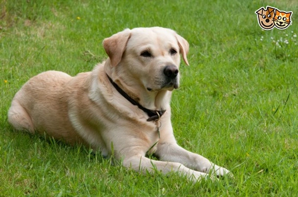 Goldador Dogs Breed - Information, Temperament, Size & Price | Pets4Homes