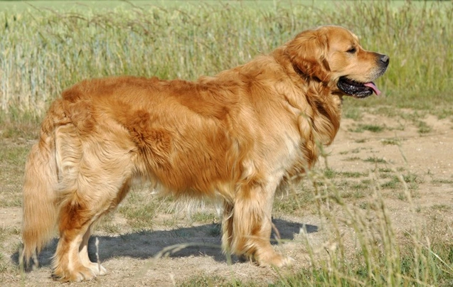 Golden Retriever Dogs Raza - Características, Fotos & Precio | MundoAnimalia