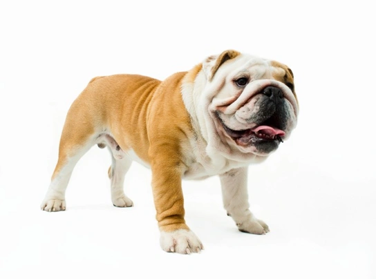 Anglický buldok Dogs Informace - velikost, povaha, délka života & cena | iFauna