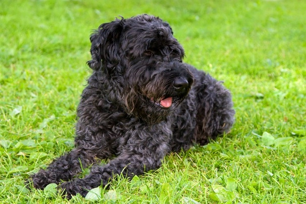 Kerry Blue Terrier Dogs Raza - Características, Fotos & Precio | MundoAnimalia