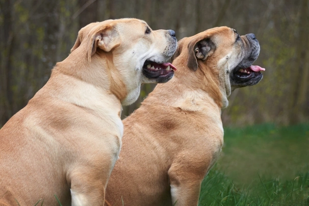 Perro de Presa Mallorquin Dogs Informace - velikost, povaha, délka života & cena | iFauna