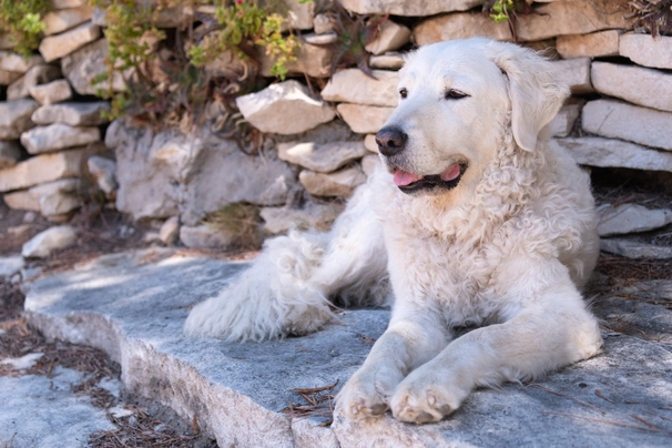 Kuvasz Dogs Informace - velikost, povaha, délka života & cena | iFauna