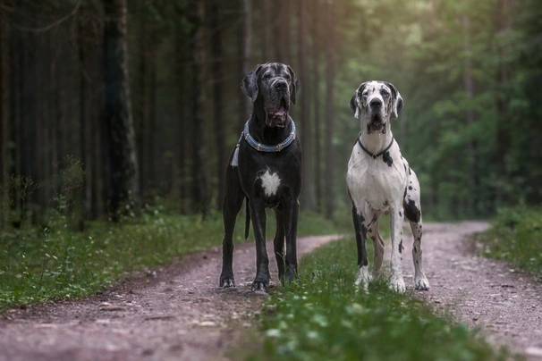 Německá doga Dogs Informace - velikost, povaha, délka života & cena | iFauna