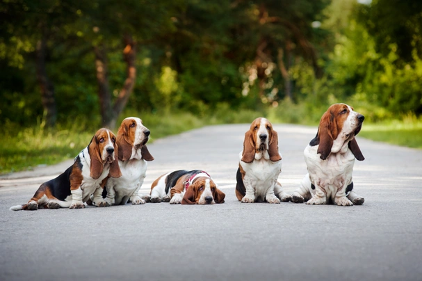 Basset Hound Dogs Breed - Information, Temperament, Size & Price | Pets4Homes