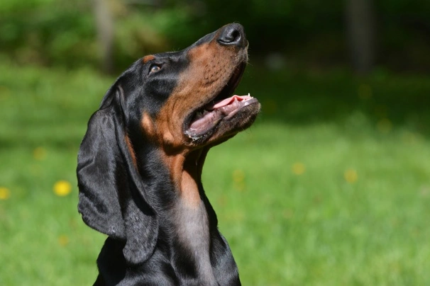 4 month old black and 2024 tan coonhound