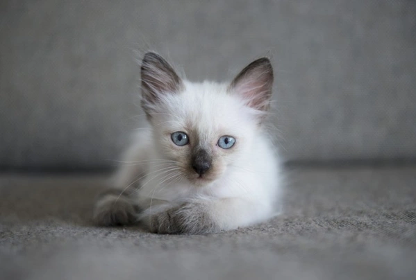 Siamská kočka Cats Informace - velikost, povaha, délka života & cena | iFauna