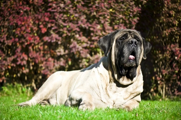 Anglický mastif Dogs Plemeno / Druh: Povaha, Délka života & Cena | iFauna