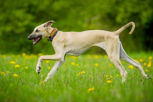 Sloughi Dogs Breed | Facts, Information and Advice | Pets4Homes