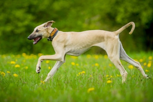 Sloughi Dogs Informace - velikost, povaha, délka života & cena | iFauna