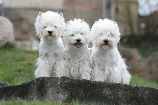 West Highland Terrier Dogs Breed - Information, Temperament, Size & Price | Pets4Homes