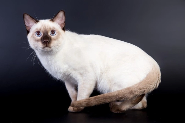 Siamese Thai Cats Razza - Prezzo, Temperamento & Foto | AnnunciAnimali