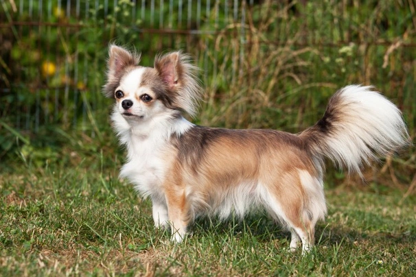 Chihuahua Dogs Razza - Prezzo, Temperamento & Foto | AnnunciAnimali